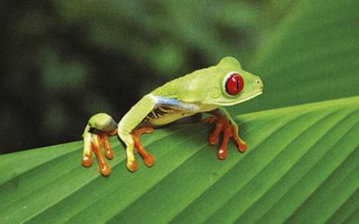 Calzonuda Frog