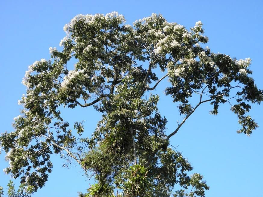 White Laurel Tree'